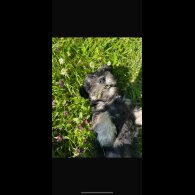 Miniature Schnauzer - Both