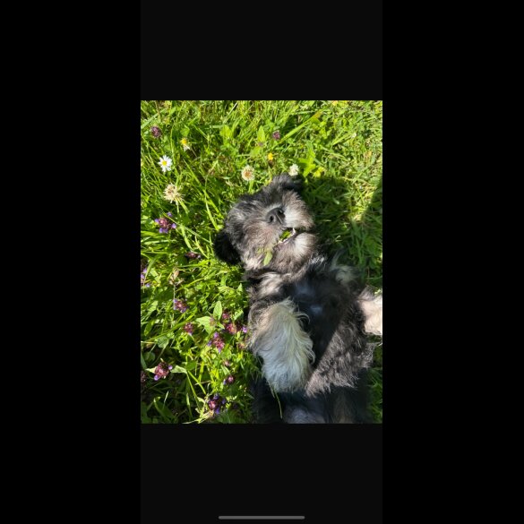 Miniature Schnauzer - Both