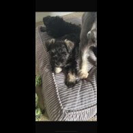 Miniature Schnauzer - Both