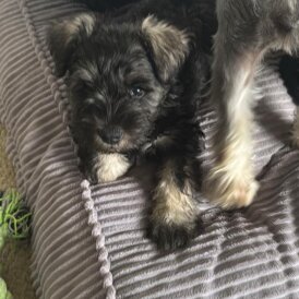 Miniature Schnauzer - Both