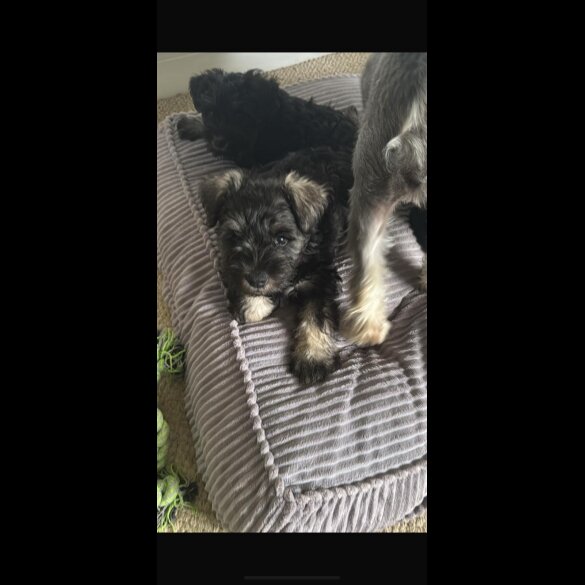 Miniature Schnauzer - Both