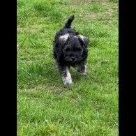Miniature Schnauzer - Both