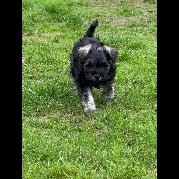 Miniature Schnauzer - Both