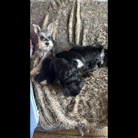 Miniature Schnauzer - Both