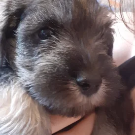 Miniature Schnauzer - Bitches