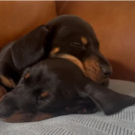 Dachshund (Standard &amp; Miniature) - Dogs