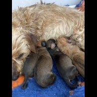 Dachshund (Standard &amp; Miniature) - Dogs
