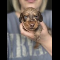 Dachshund (Standard &amp; Miniature) - Dogs