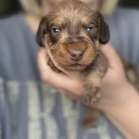 Dachshund (Standard &amp; Miniature) - Dogs