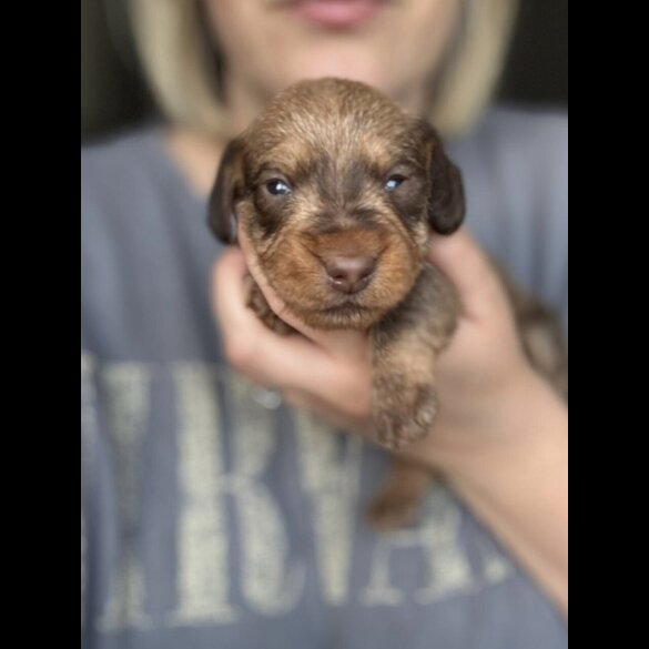 Dachshund (Standard &amp; Miniature) - Dogs
