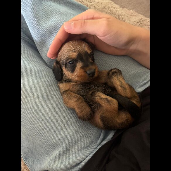 Dachshund (Standard &amp; Miniature) - Dogs