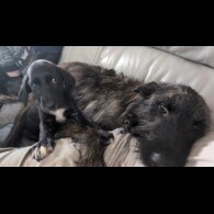 Mixed Breed - Both