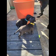 Mixed Breed - Both