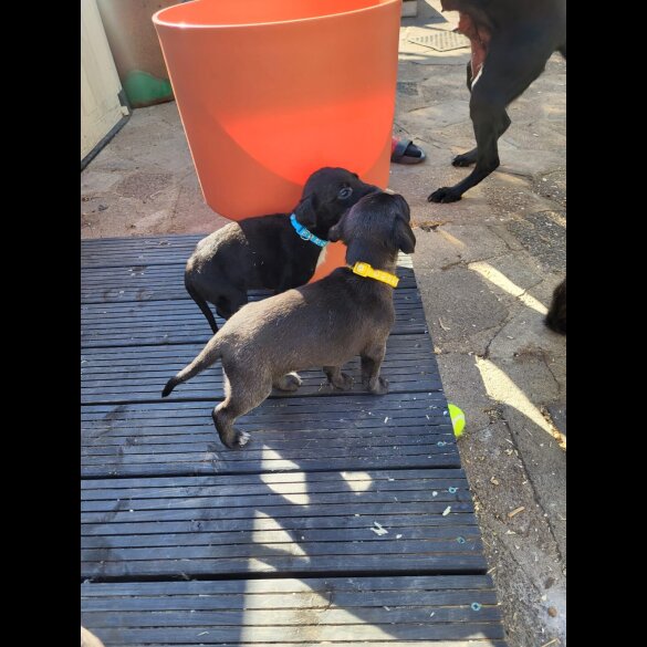 Mixed Breed - Both