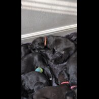 Mixed Breed - Both