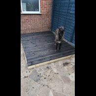 Mixed Breed - Both