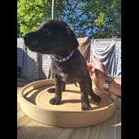 Mixed Breed - Both
