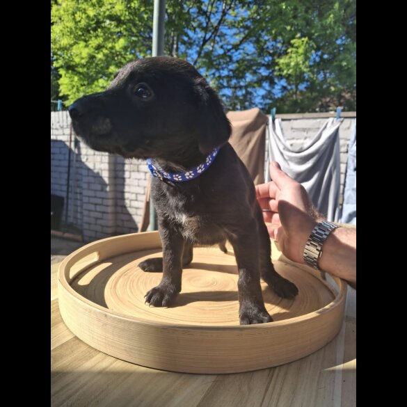 Mixed Breed - Both