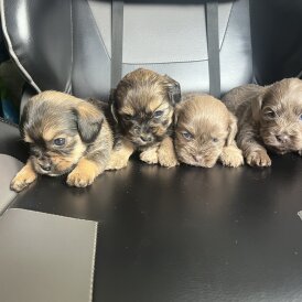 Mixed Breed - Both