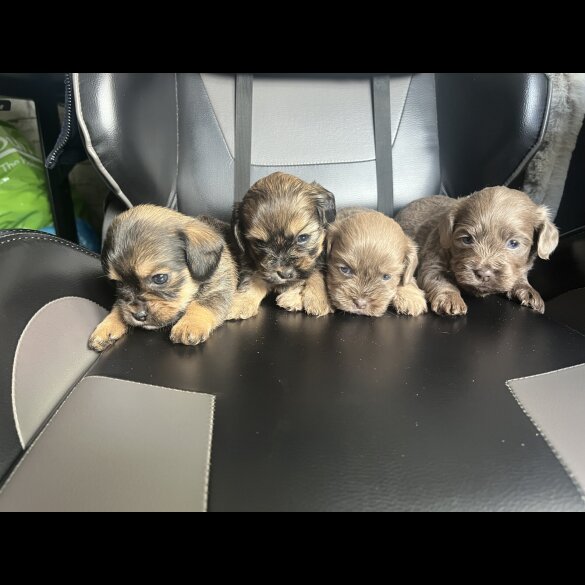 Mixed Breed - Both
