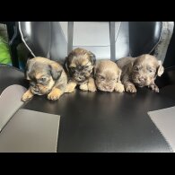 Mixed Breed - Both
