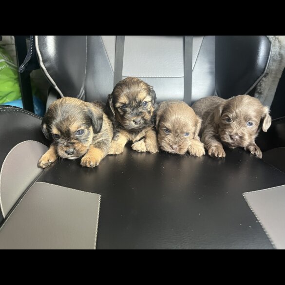 Mixed Breed - Both