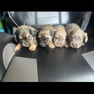 Mixed Breed - Both