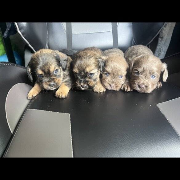 Mixed Breed - Both