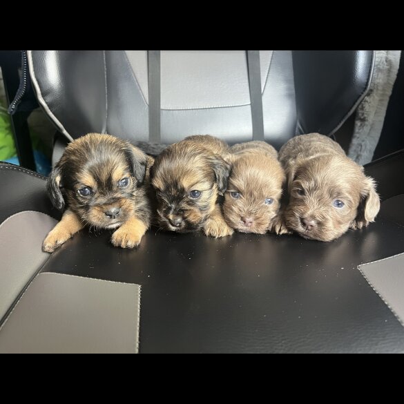 Mixed Breed - Both