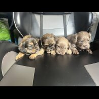 Mixed Breed - Both