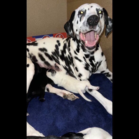 Mixed Breed - Dogs