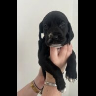 Mixed Breed - Dogs