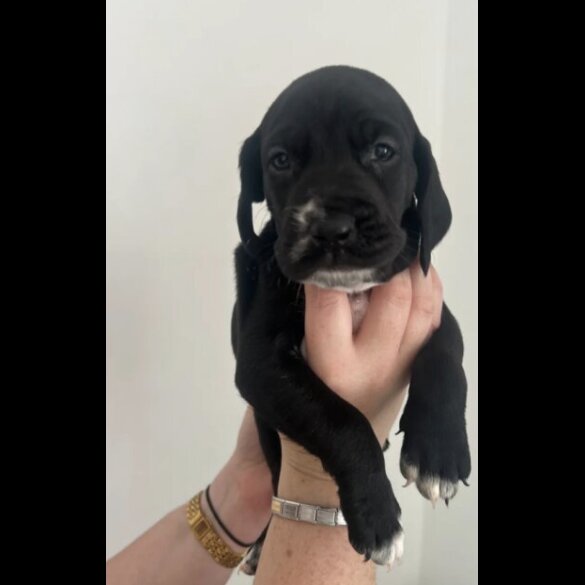 Mixed Breed - Dogs