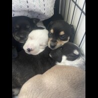 Mixed Breed - Both