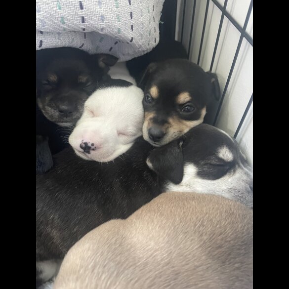 Mixed Breed - Both