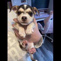 Mixed Breed - Both