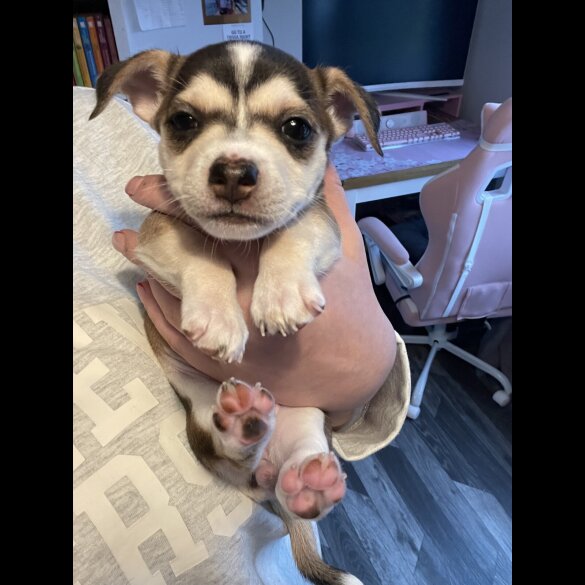 Mixed Breed - Both