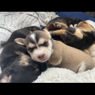 Mixed Breed - Both