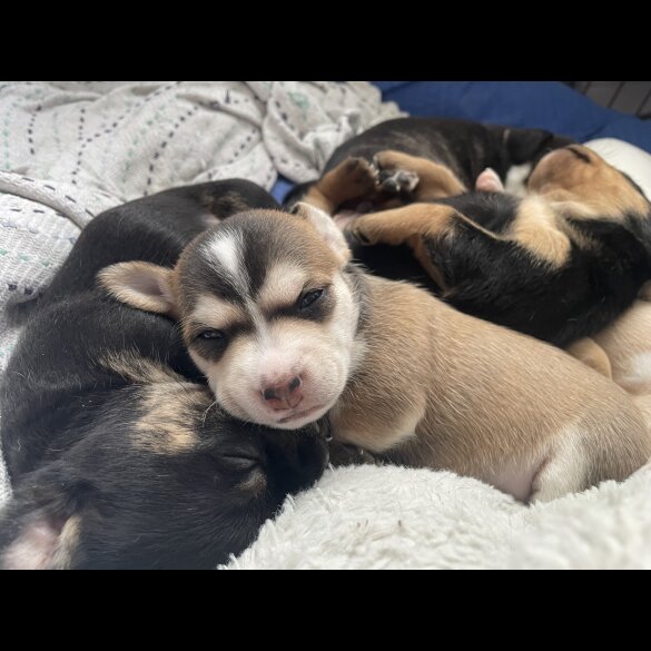 Mixed Breed - Both