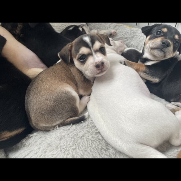 Mixed Breed - Both