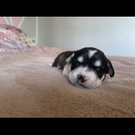 Mixed Breed - Both