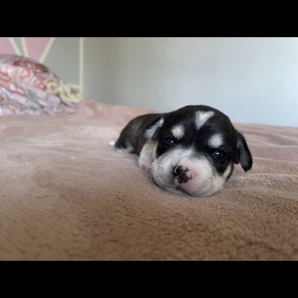Mixed Breed - Both