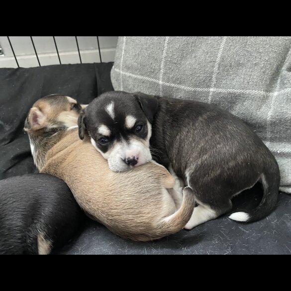 Mixed Breed - Both