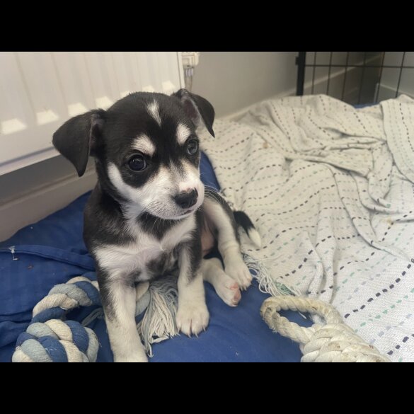 Mixed Breed - Both