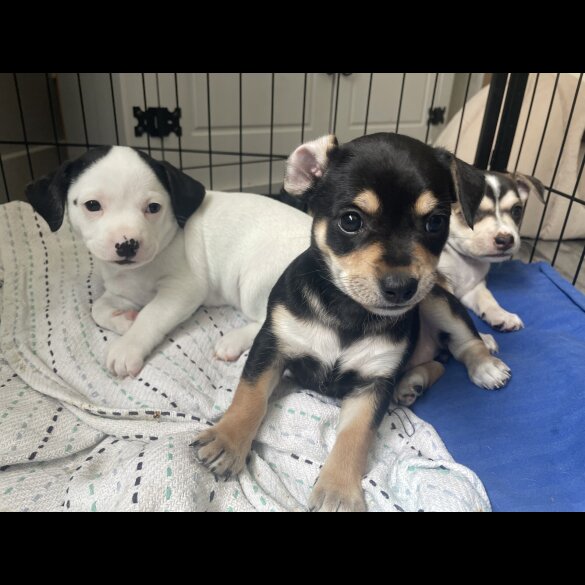 Mixed Breed - Both
