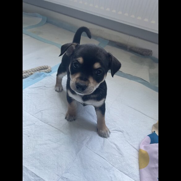 Mixed Breed - Both