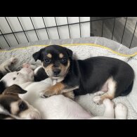 Mixed Breed - Both