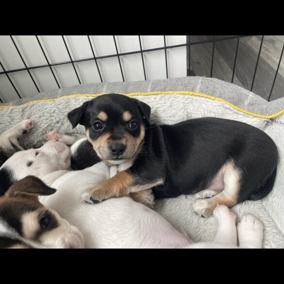 Mixed Breed - Both