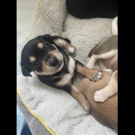 Mixed Breed - Both