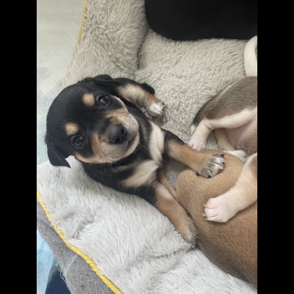 Mixed Breed - Both